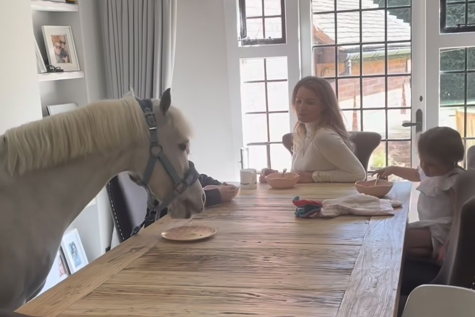 a small white pony eats breakfast off a dining room table